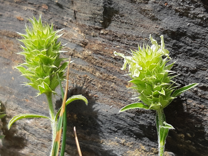 Sideritis hyssopifolia, 24 juil. 2026, Aragnouet (65) &copy; Ghislain Riou