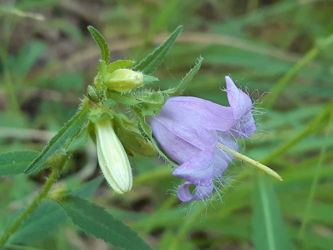 Campanula trachelium, 23 juil. 2026, Aragnouet (65) &copy; Ghislain Riou