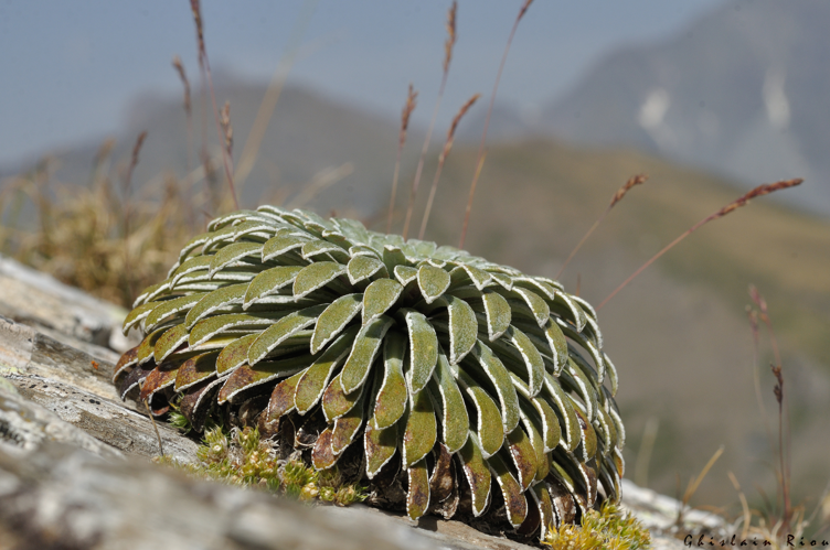 Saxifraga longifolia, 23 juil. 2026, Aragnouet (65) &copy; Ghislain Riou