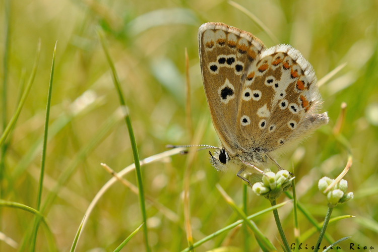 Aricia morronensis, 24 juill. 2026, Aragnouet (65) &copy; Ghislain Riou