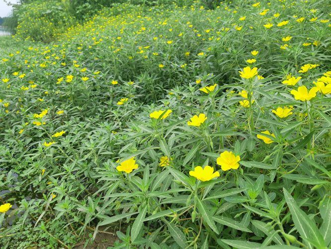 Ludwigia grandiflora, 3 août 2026, Lamagistère (82) &copy; Ghislain Riou