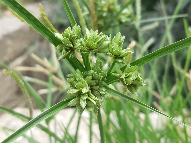 Cyperus eragrostis, 3 août 2026, Lamagistère (82) &copy; Ghislain Riou