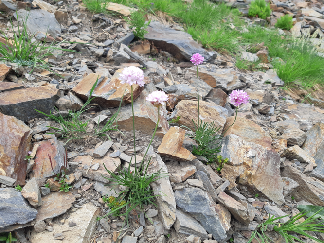 Armeria alpina, 7 août 2026, Bonac-Irazein (09) &copy; Ghislain Riou