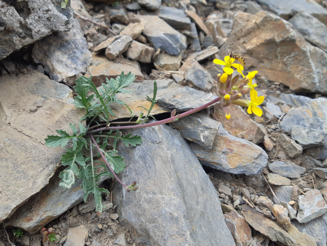 Coincya monensis, 7 août 2026, Bonac-Irazein (09) &copy; Ghislain Riou