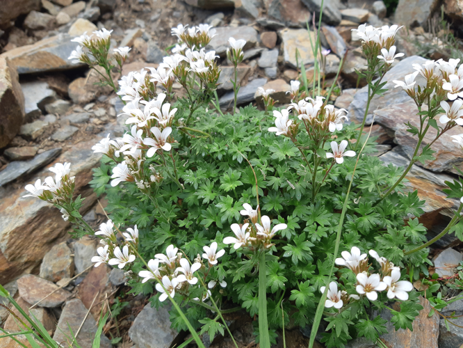 Saxifraga geranioides, 7 août 2026, Bonac-Irazein (09)  &copy; Ghislain Riou