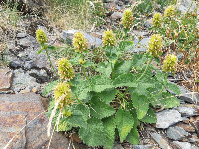 Betonica alopecuros, 7 août 2026, Bonac-Irazein (09)  &copy; Ghislain Riou