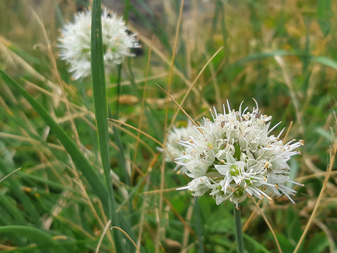 Allium ericetorum, 7 août 2026, Bonac-Irazein (09) &copy; Ghislain Riou
