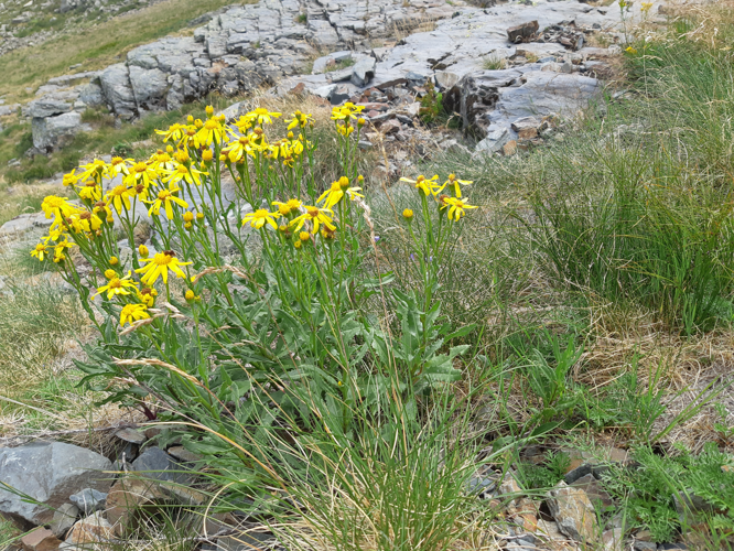 Senecio pyrenaicus, 7 août 2026, Bonac-Irazein (09)  &copy; Ghislain Riou