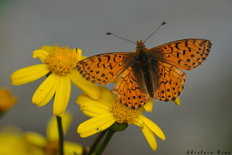 Boloria pales, 7 août 2026, Bonac-Irazein (09) &copy; Ghislain Riou
