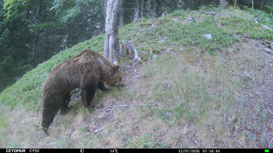 Ours brun, juil. 2026, Haute-Garonne &copy; Delmas Norbert, Daufresne Tanguy