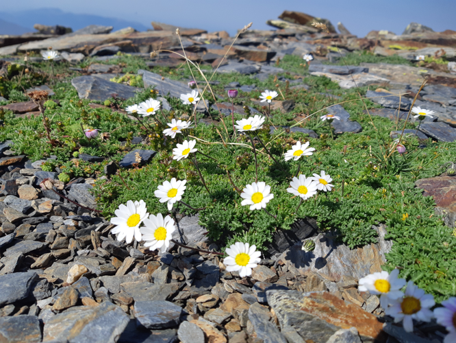 Leucanthemopsis alpina, 13 août 2026, Bonac-Irazein (09)  &copy; Ghislain Riou