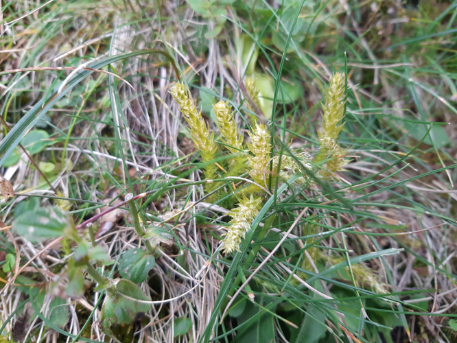 Selaginella selaginoides, 12 août 2026, Bordères-Louron (65) &copy; Ghislain Riou