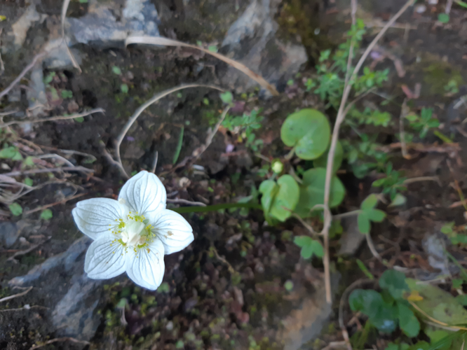 Parnassia palustris, 12 août 2026, Bordères-Louron (65) &copy; Ghislain Riou