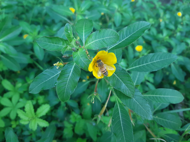 Ludwigia peploides, 11 août 2026, Vernet (31) &copy; Ghislain Riou