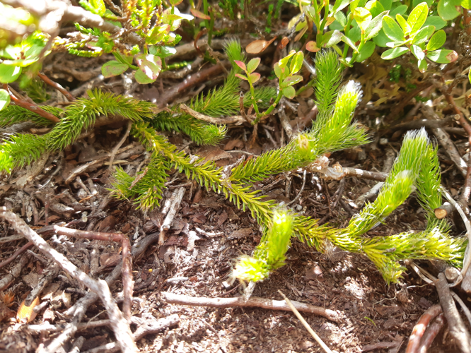 Lycopodium clavatum, 23 août 2026, Aston (09) &copy; Ghislain Riou