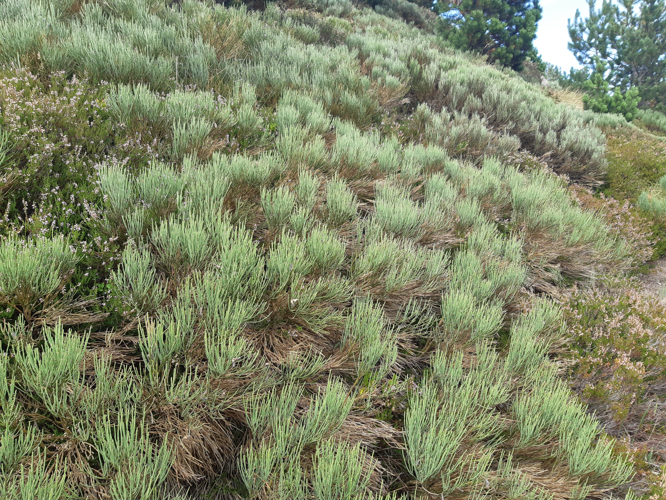 Cytisus oromediterraneus, 23 août 2026, Aston (09) &copy; Ghislain Riou