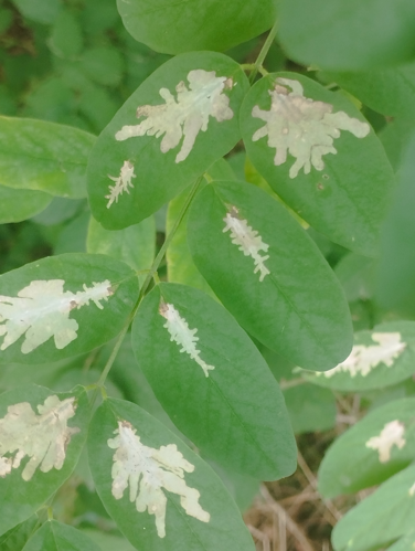 Galle caractéristique de l'espèce sur folioles de Robinia pseudoacacia (Labarthe-Rivière, 31, 28 août 2026) &copy; Pierre-Olivier Cochard