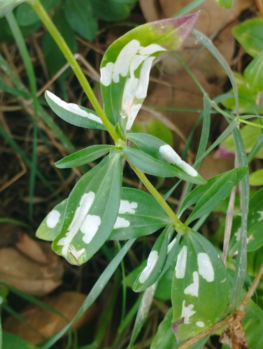 Galle caractéristique sur feuilles de Saponaria officinalis (Pointis-de-Rivière, 31, 28 août 2026) &copy; Pierre-Olivier Cochard