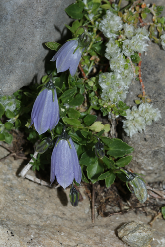 pied en floraison, Sentein (09), fin juillet 2026 &copy; Pierre-Olivier Cochard
