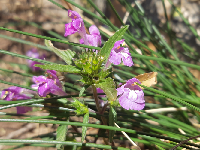 Galeopsis ladanum, 29 août 2026, L'Hospitalet-près-l'Andorre (09) &copy; Ghislain Riou