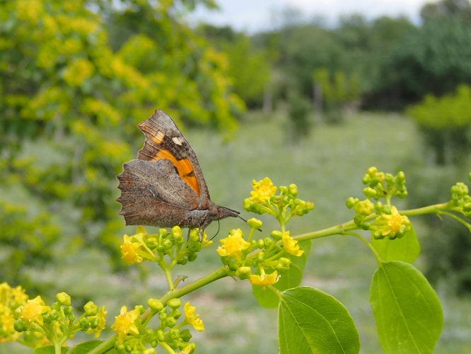 Libythea celtis, 2 juin 2023, Viols-en-Laval (34) &copy; Bastien Louboutin