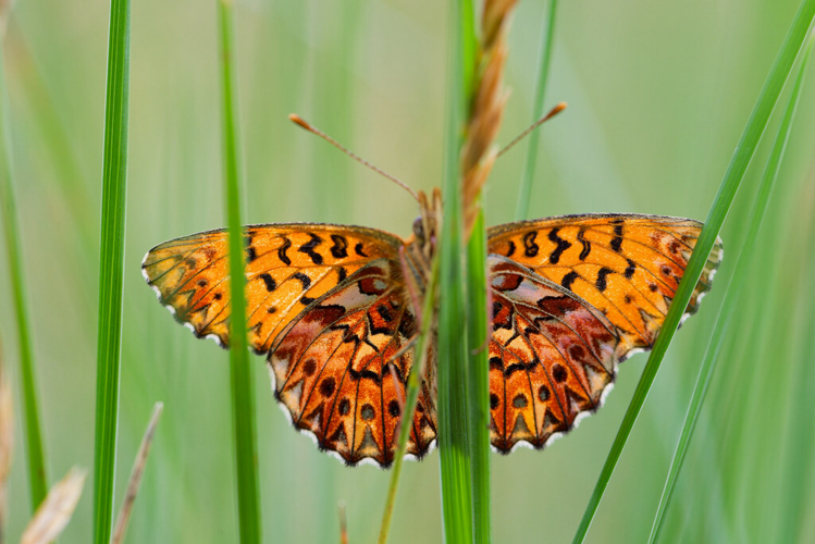 Boloria titania, 13 juil. 2013, Dourbies (30) &copy; Bastien Louboutin