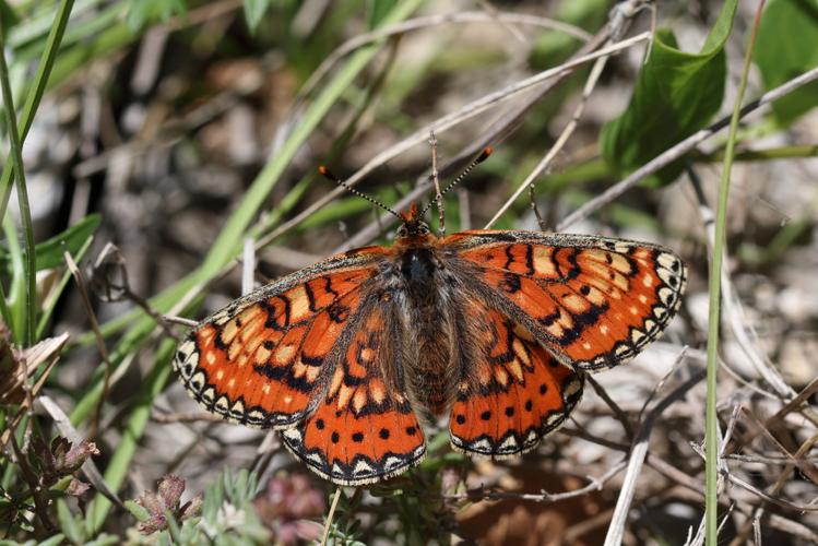 Euphydryas desfontainii, 29 mai 2019, Fosse (66) &copy; Bastien Louboutin