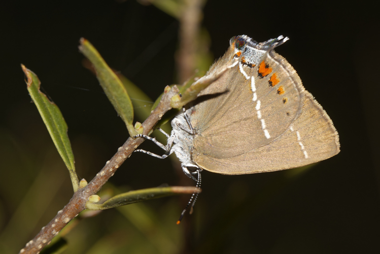 Satyrium spini, 3 juin 2022, Aumelas (34) &copy; Bastien Louboutin