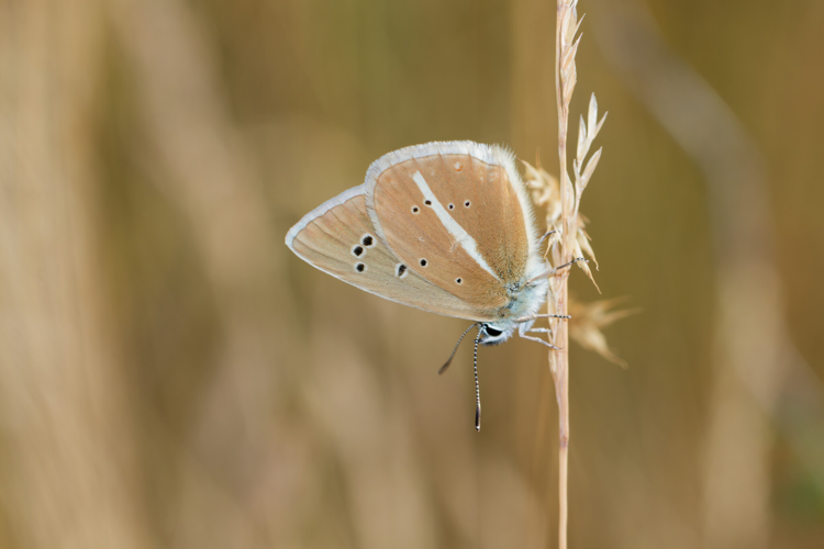Polyommatus damon, 7 juil. 2026, Florac (48) &copy; Bastien Louboutin