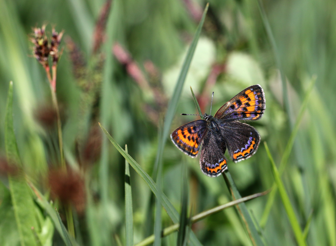 Lycaena helle deslandesi, 14 juin 2018, Porté-Puymorens (66) &copy; Bastien Louboutin