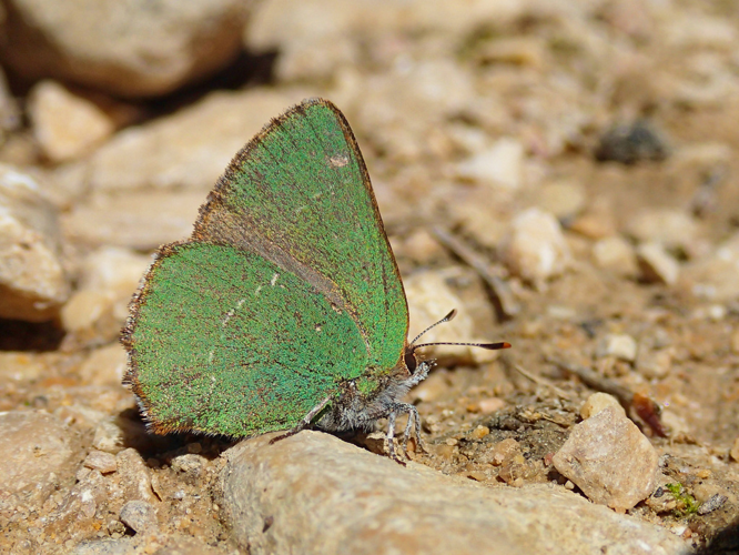 Callophrys avis, 10 avril 2014, Saint-Mamert-du-Gard (30) &copy; Bastien Louboutin