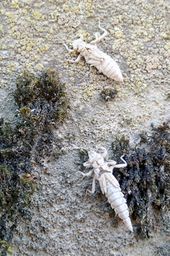Exuvie de Stylurus flavipes (en bas), 26 juin 2014 sur le Rhône &copy; Bastien Louboutin