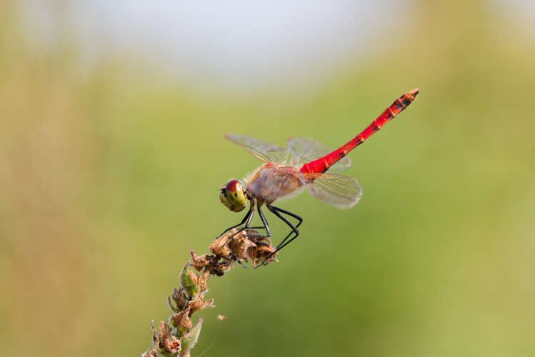 Sympetrum depressiusculum mâle, 8 août 2024, Beaucaire (30) &copy; Bastien Louboutin