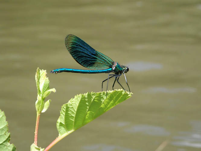 Calopteryx splendens mâle, 14 juin 2023, Branoux-les-Taillades (30) &copy; Sophie Mowles