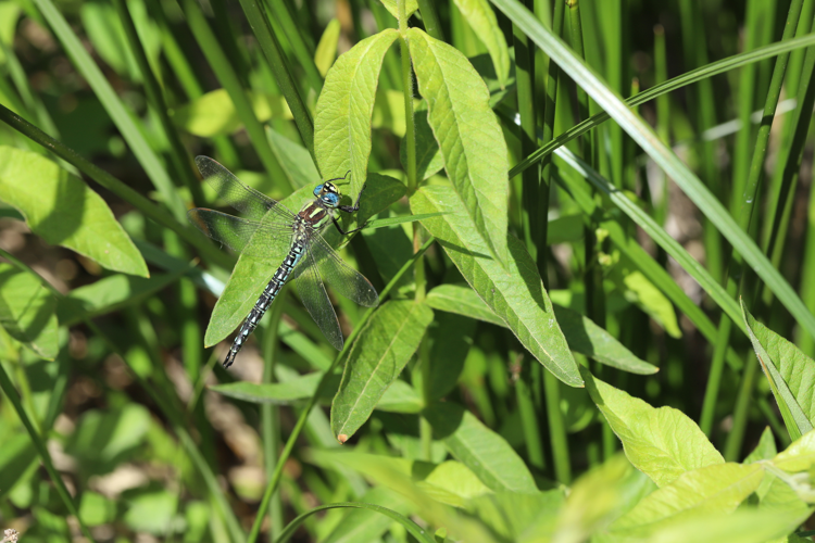 Brachytron pratense, 1er mai 2025, Mireval (34) &copy; William Perrin