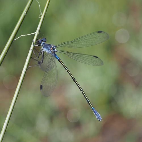 Lestes macrostigma, mai 2026, Gard &copy; Laurent Grima