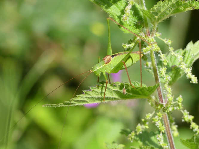 Leptophyes laticauda, 9 juil. 2020, l'Albère (66) &copy; Julien Barataud
