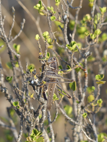 Platycleis falx laticauda, août 2026, Hérault &copy; Julien Barataud