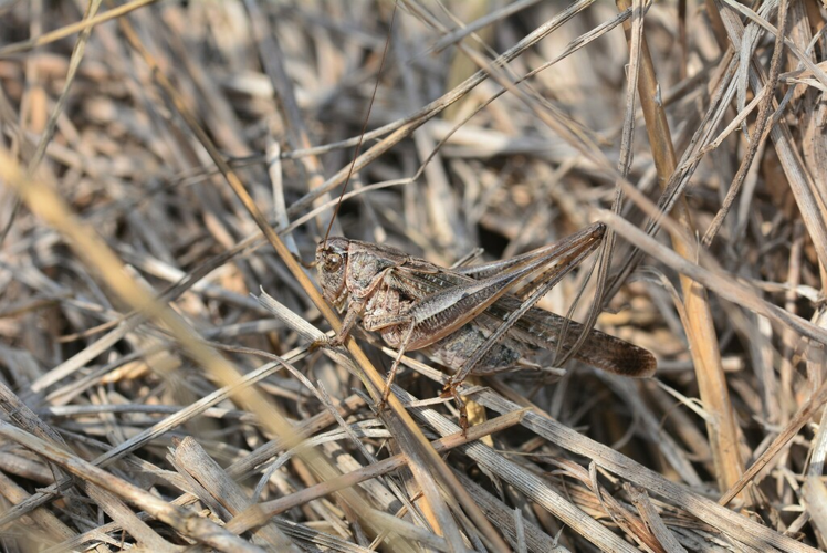 Platycleis sabulosa, 15 août 2022, Mauguio (34) &copy; Louis Ton