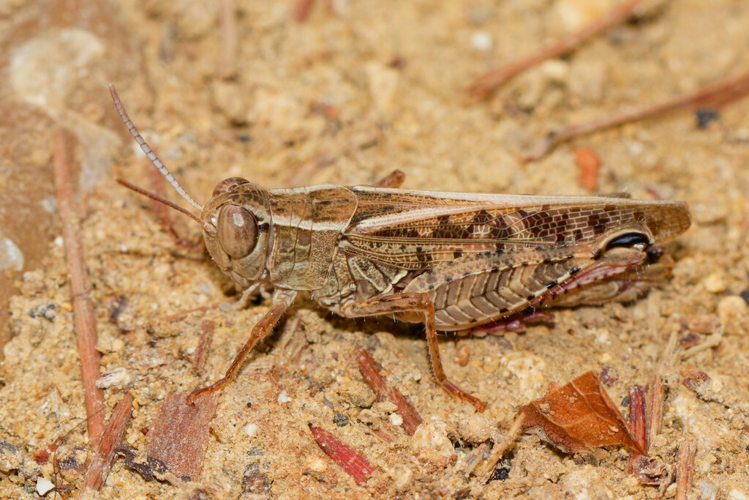 Calliptamus italicus, 27 août 2025, Montferrier-sur-Lez (34) &copy; Bastien Louboutin