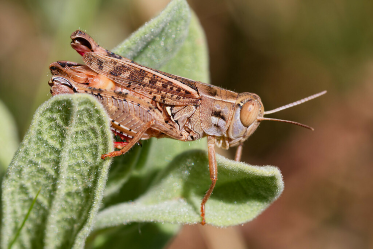 Calliptamus wattenwylianus, 24 juin 2015, Fabrègues (34) &copy; Bastien Louboutin