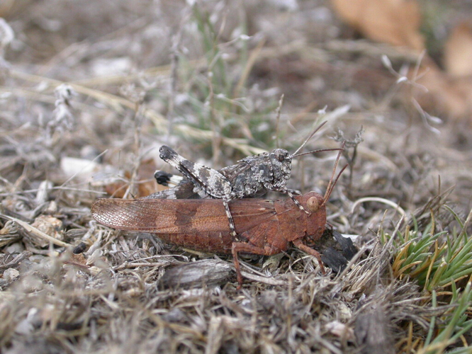 Accouplement Oedipoda caerulescens, 28 sept. 2008, Saint-Roman-de-Codières (30) &copy; Julien Barataud