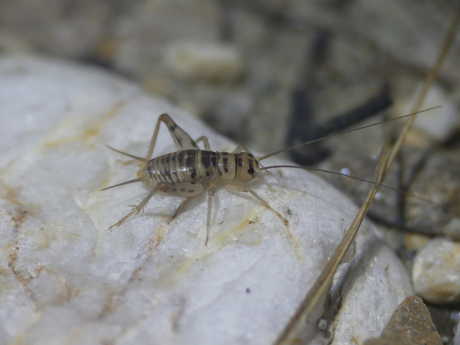 Gryllomorpha uclensis, 23 sept. 2022, Anduze (30) &copy; Julien Barataud
