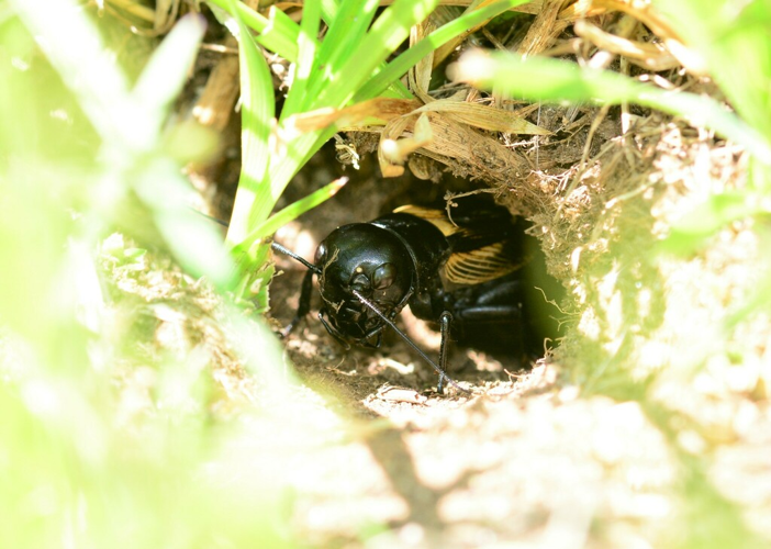 Gryllus campestris, 21 mai 2019, Rosis (34) &copy; Louis Ton