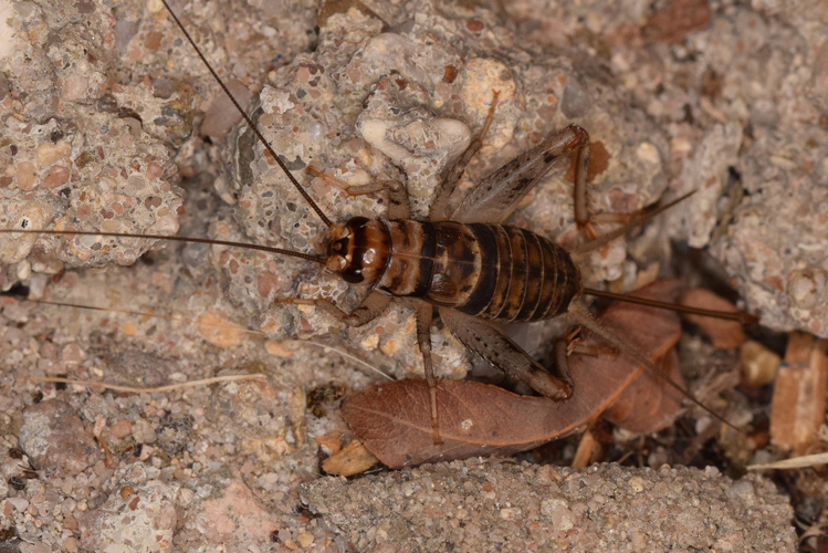 Gryllodes sigillatus ad. fem., 27 août 2023, Metz-FRANCE &copy; Thibaut Pilatte