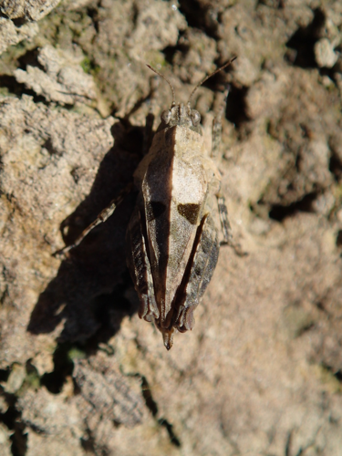 Tetrix undulata, 15 avril 2014, Calmont (31) &copy; Julien Barataud