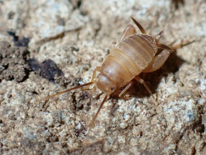 Myrmecophilus myrmecophilus, 21 avril 2024, Saint-Hippolyte-du-Fort (30) &copy; Mathieu Pélissié