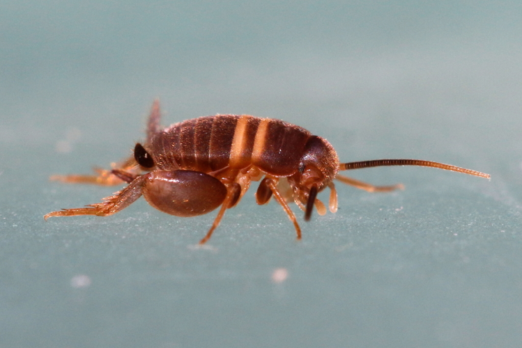 Myrmecophilus acervorum, 16 nov. 2020, Montferrier-sur-Lez (34) &copy; Bastien Louboutin