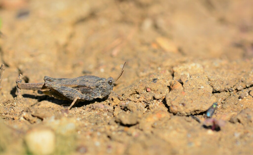 Tetrix bolivari, 12 mai 2019, Saint-Martin-de-Londres (34) &copy; Louis Ton