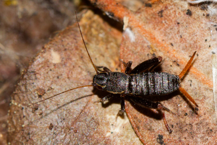 Mogoplistes brunneus ?, 21 août 2025, Montferrier-sur-Lez (34) &copy; Bastien Louboutin